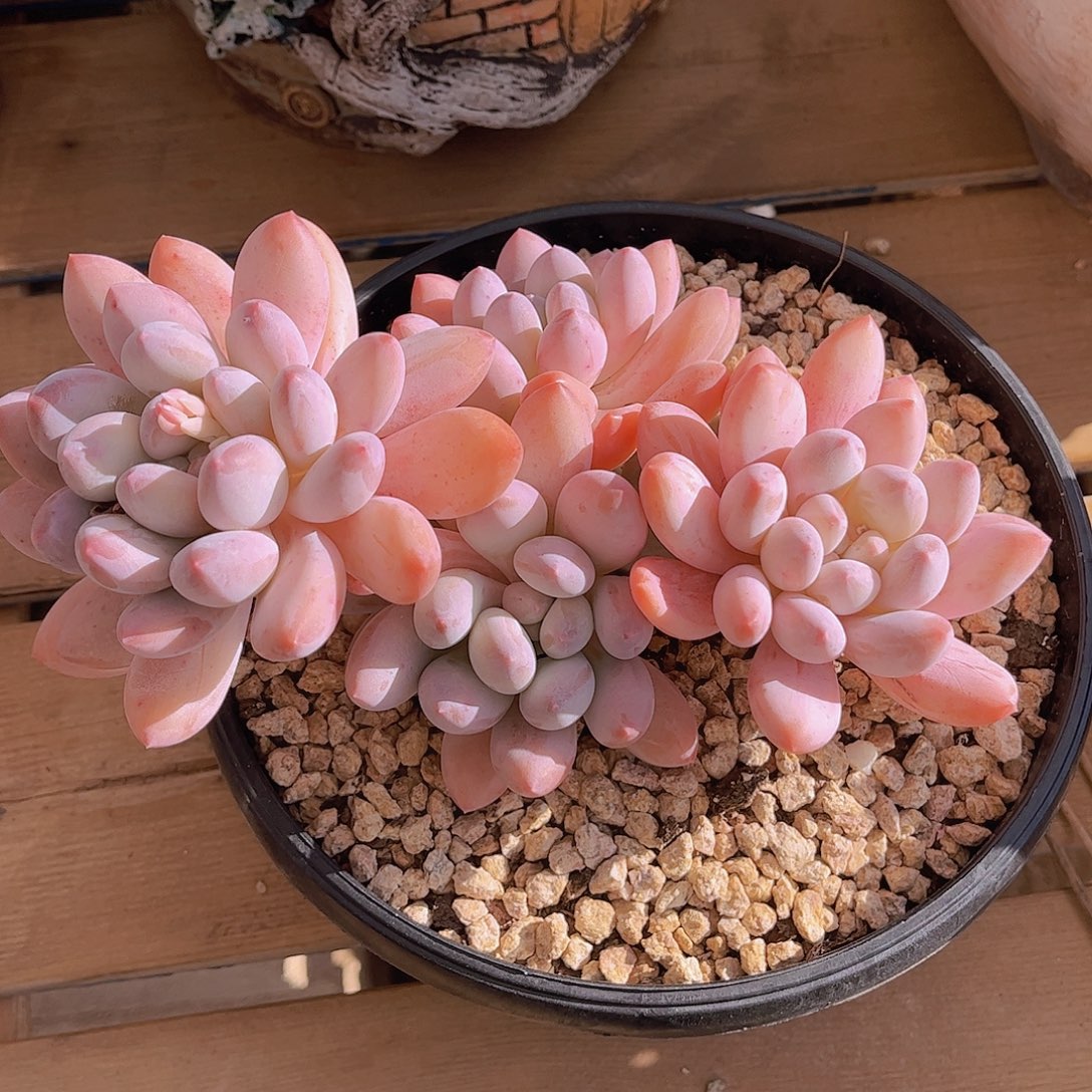 极品香索老桩多肉