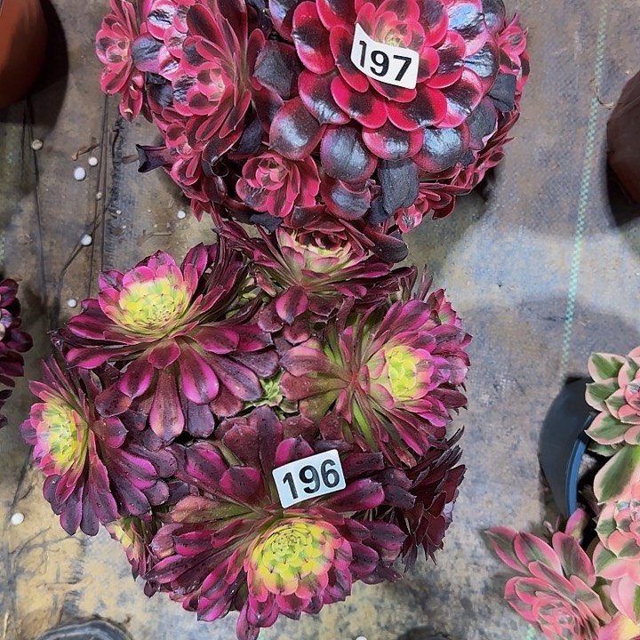 197.196美杜莎➕维纳斯多肉法师