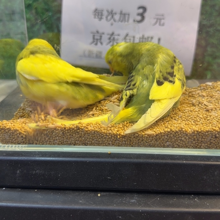 虎皮鹦鹉大头虎皮鹦鹉