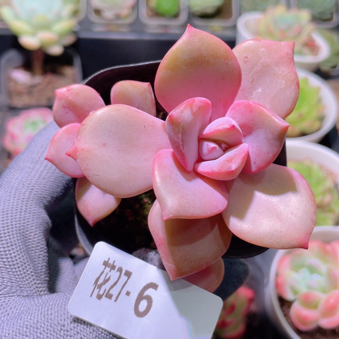 花利美27-6彩虹糖