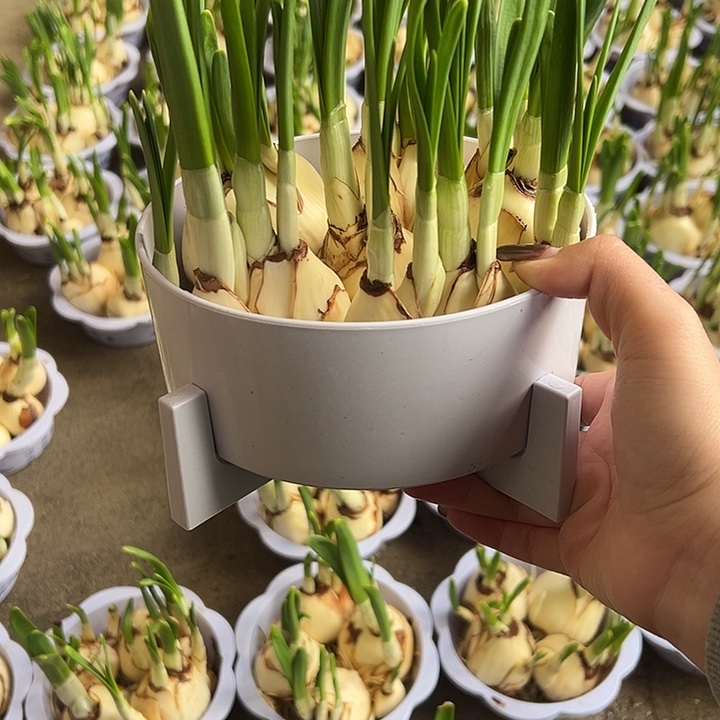 彩***完全开放白色盆两盆42.8