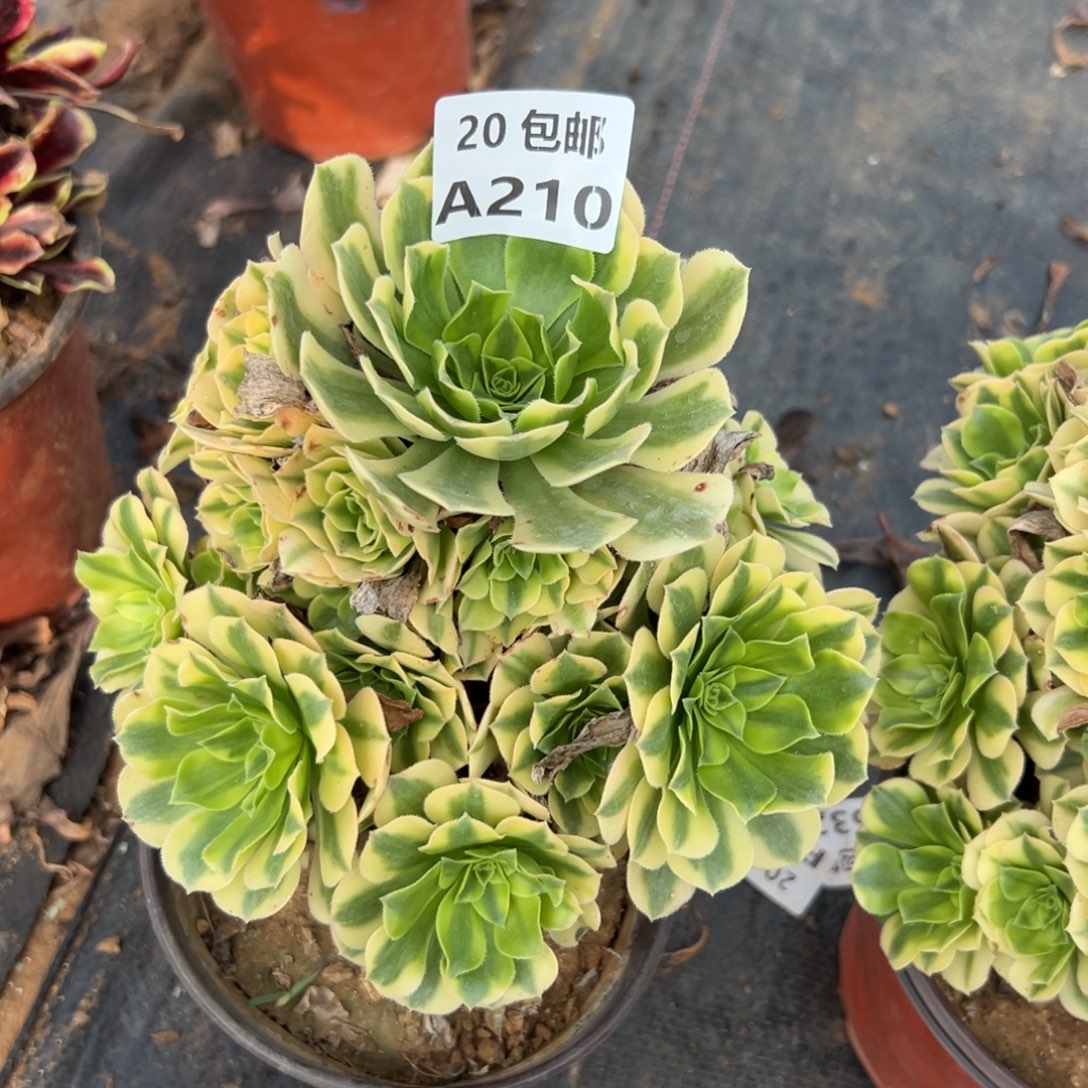 浅***）210金丝翡翠，满20包邮