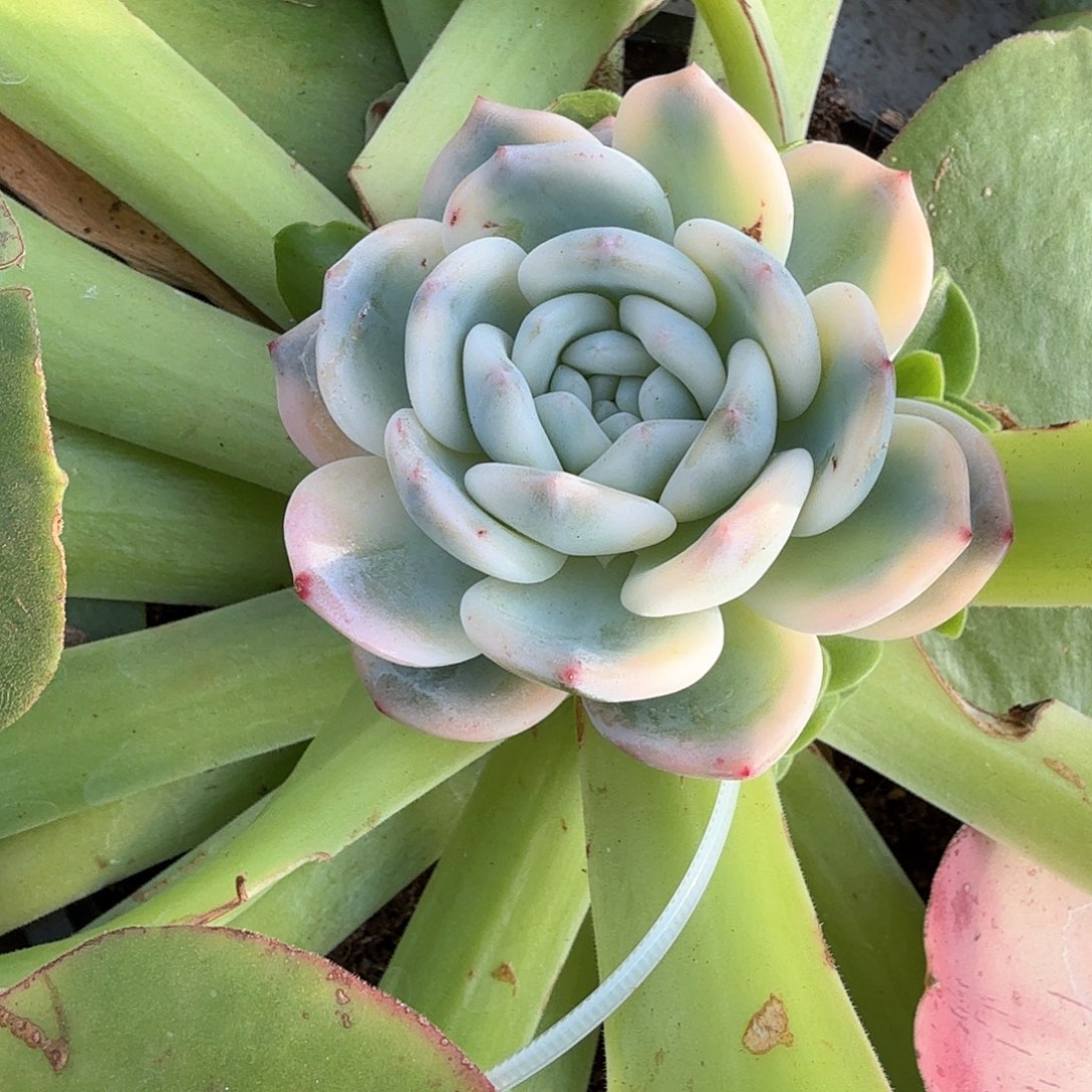 星影锦多肉锦多肉