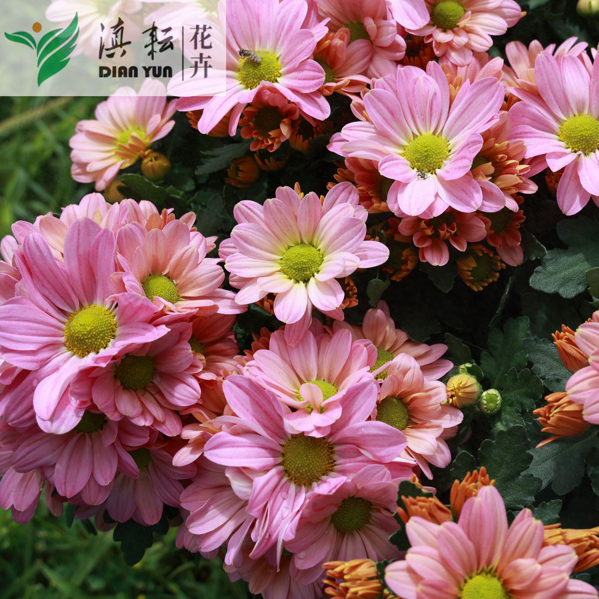 微风公主渐变小雏菊盆栽花苗带花苞四季开花耐寒耐热阳台庭院种植