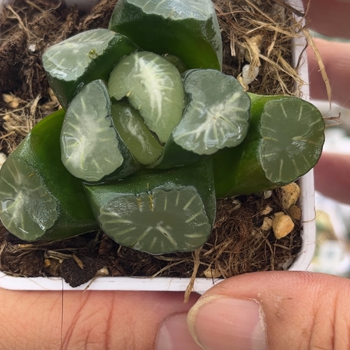 177月牙发发发发发发