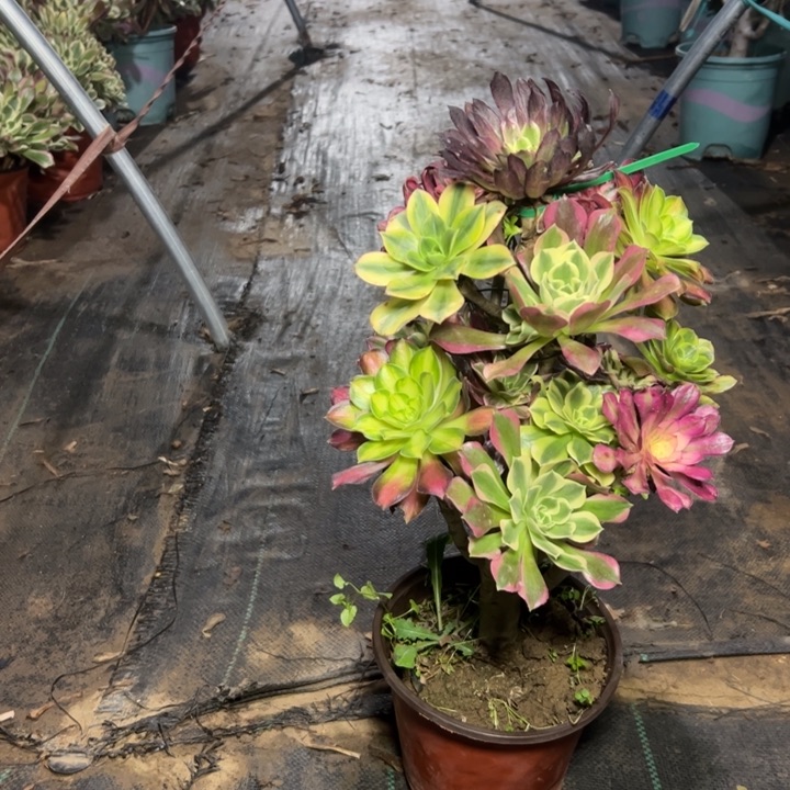 55嫁接多肉多肉多肉