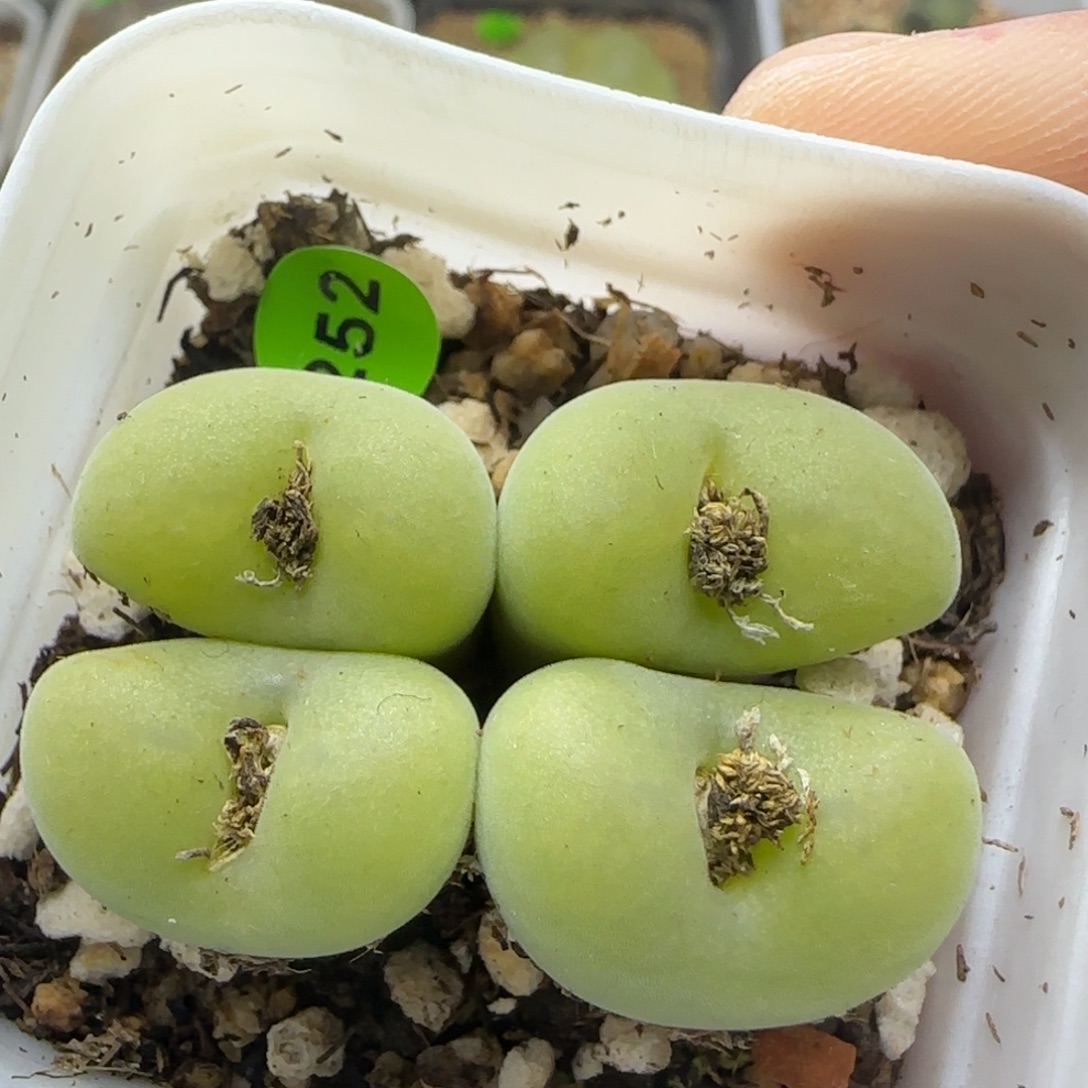 果冻色空卡佛群多肉252