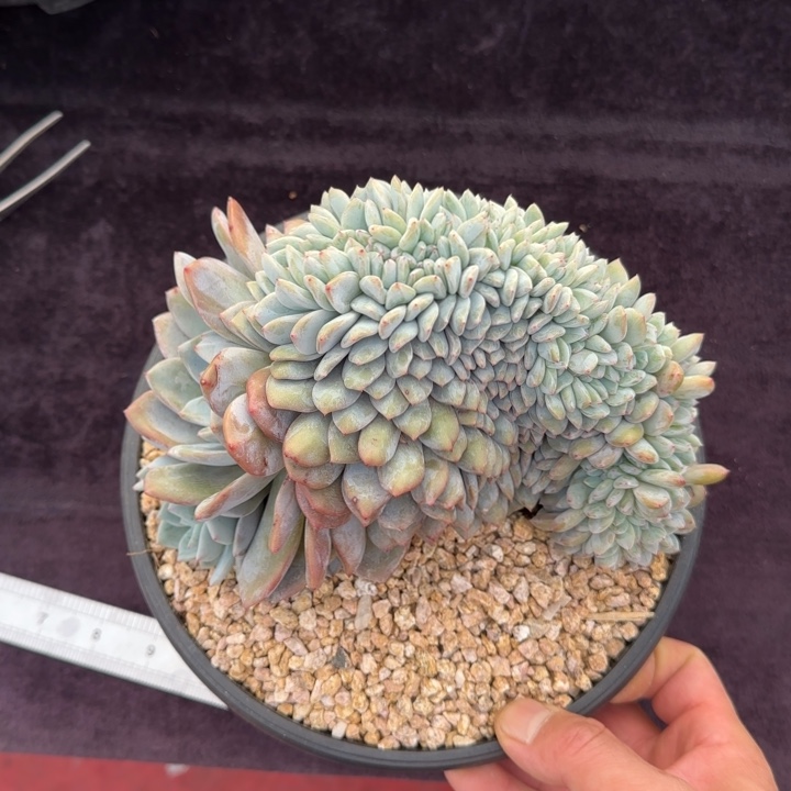 18厘米的尺寸一物一拍的