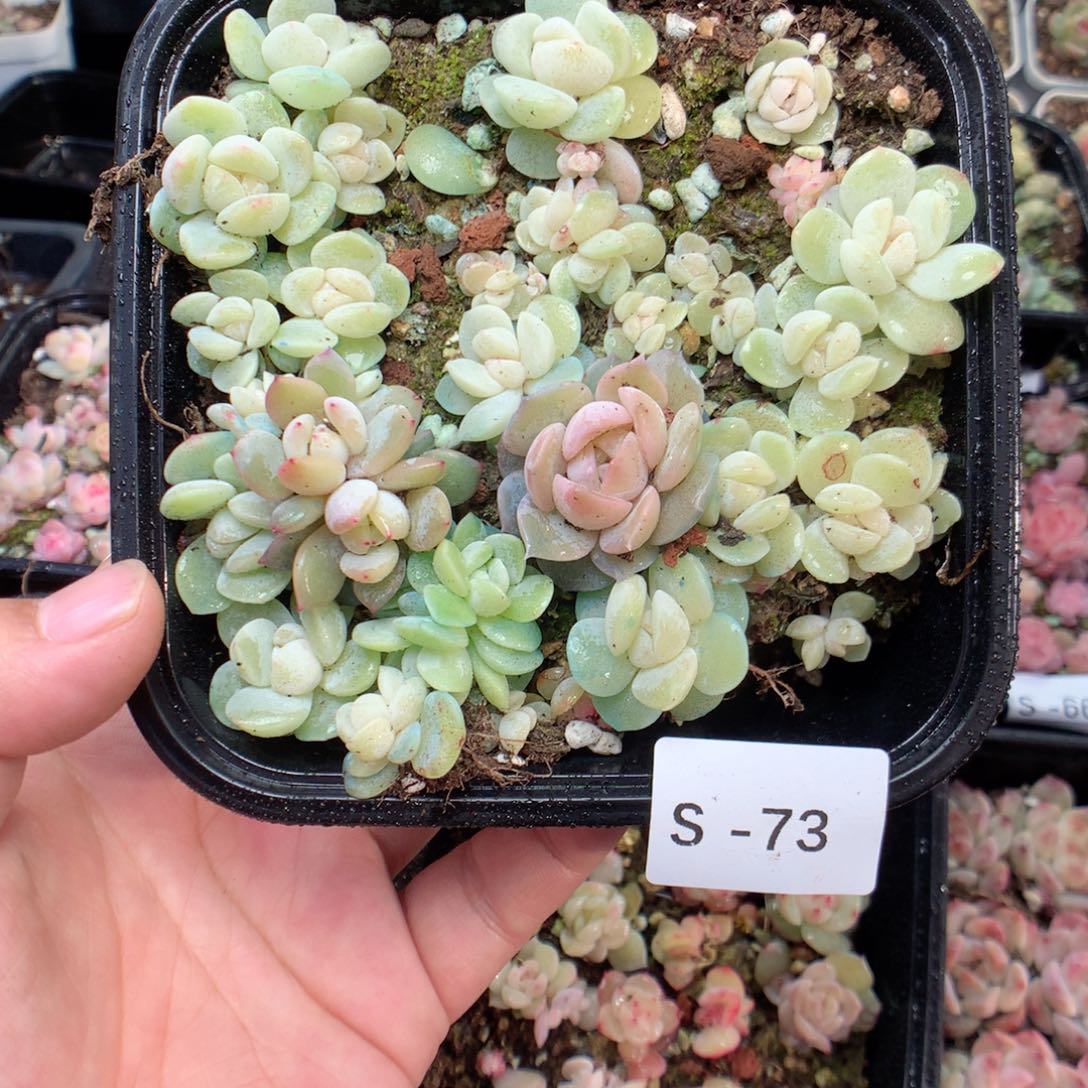 无花朵S73月英语英语