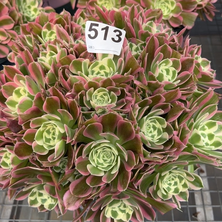 513白凤朵朵28厘米左右