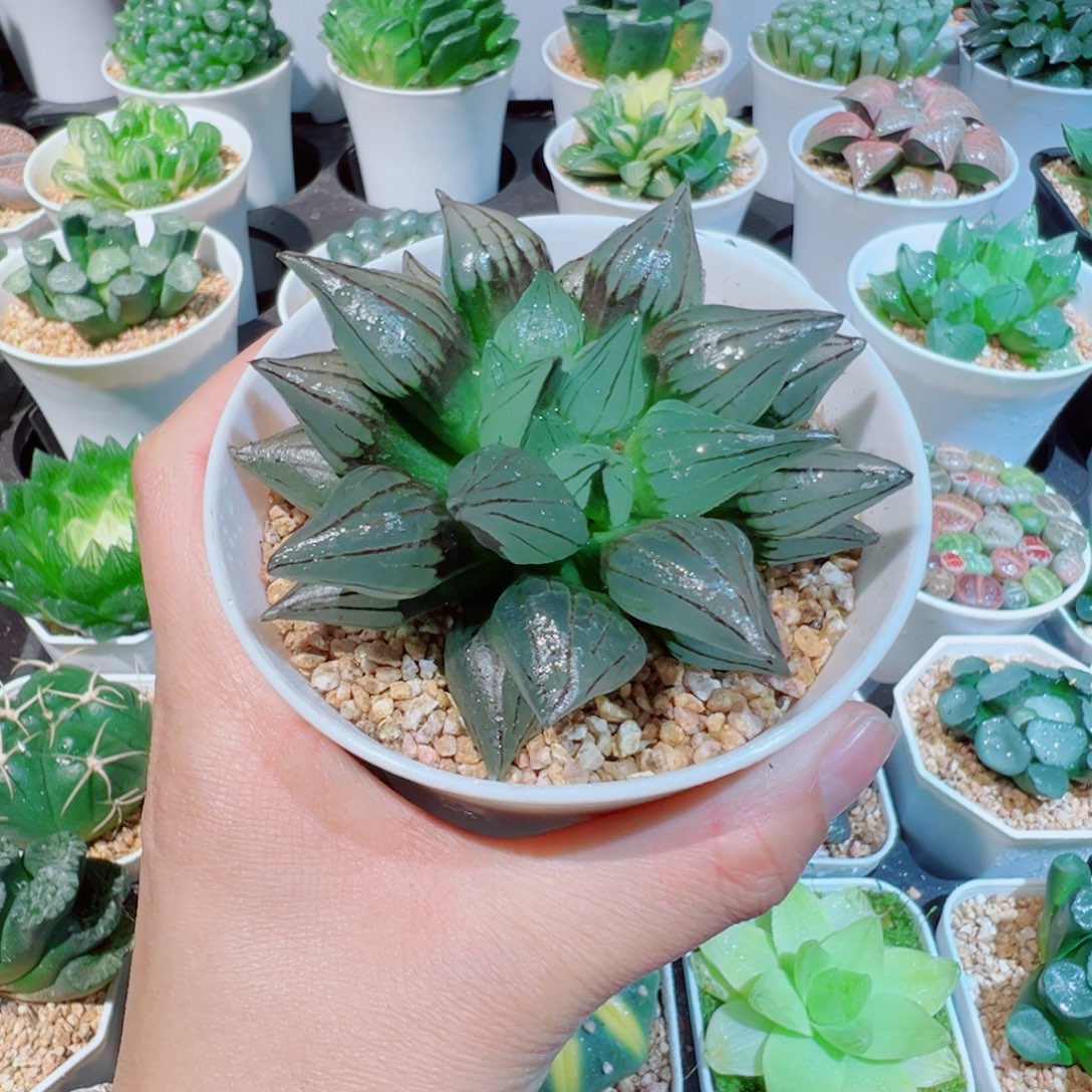 西瓜寿多肉多肉88