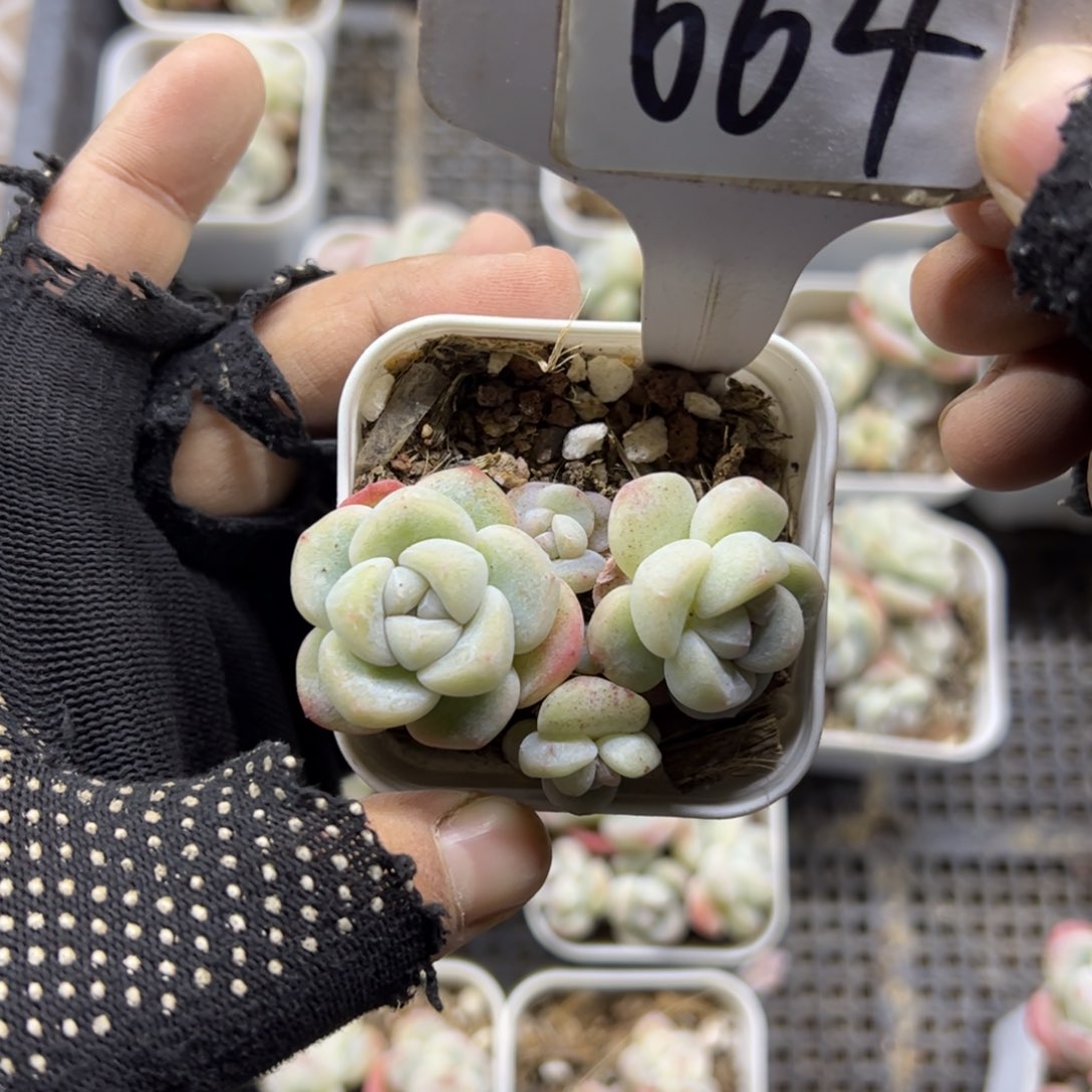 红陶664号多肉植物