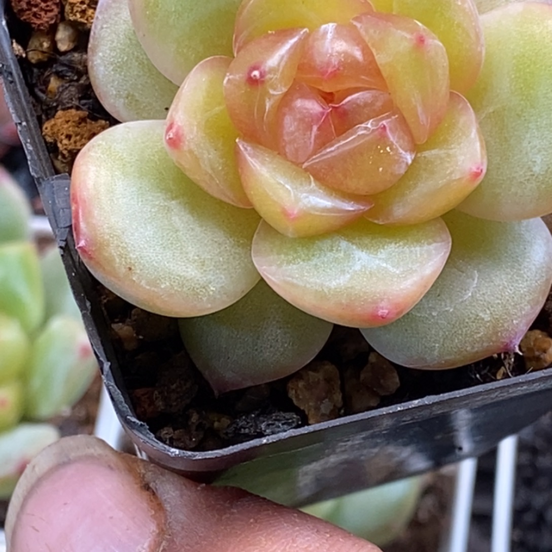 天官赐福百无禁忌