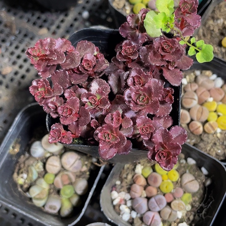 小球玫瑰2.8带盆