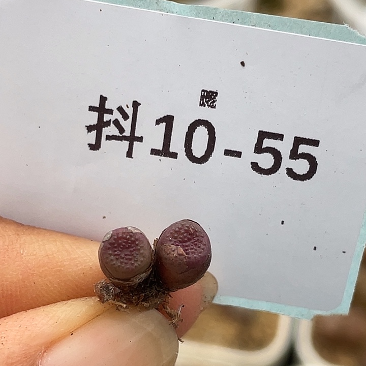 10-55猪皮多肉植物