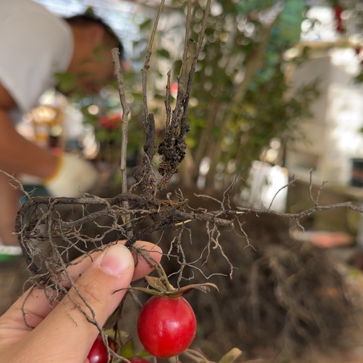 无花朵老鸦柿紫血灯笼根苗包邮