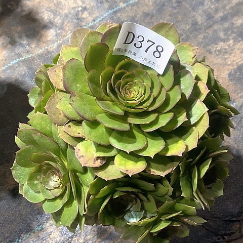 378万圣节多肉法师