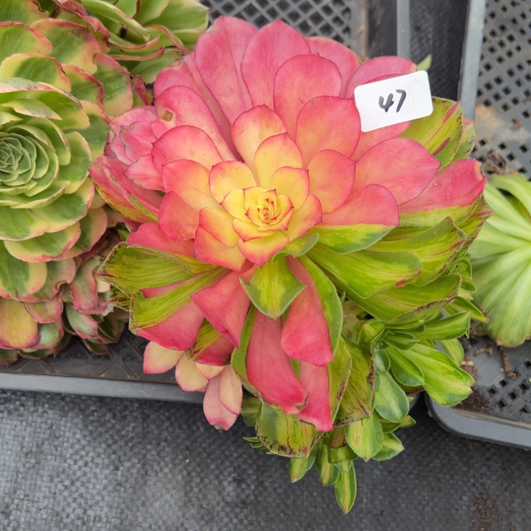 47知否无根多肉嘻嘻嘻