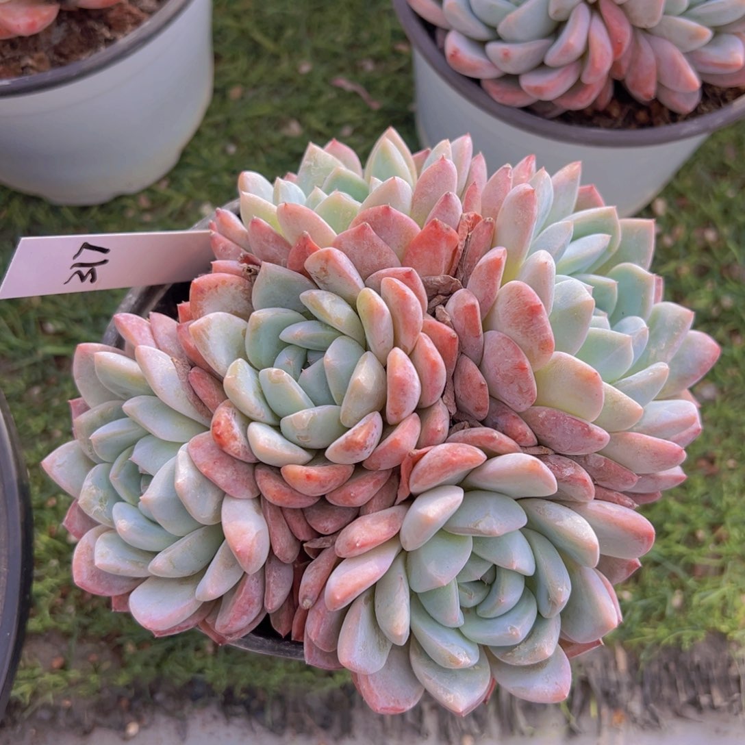 香玉的故事是一个人的故事