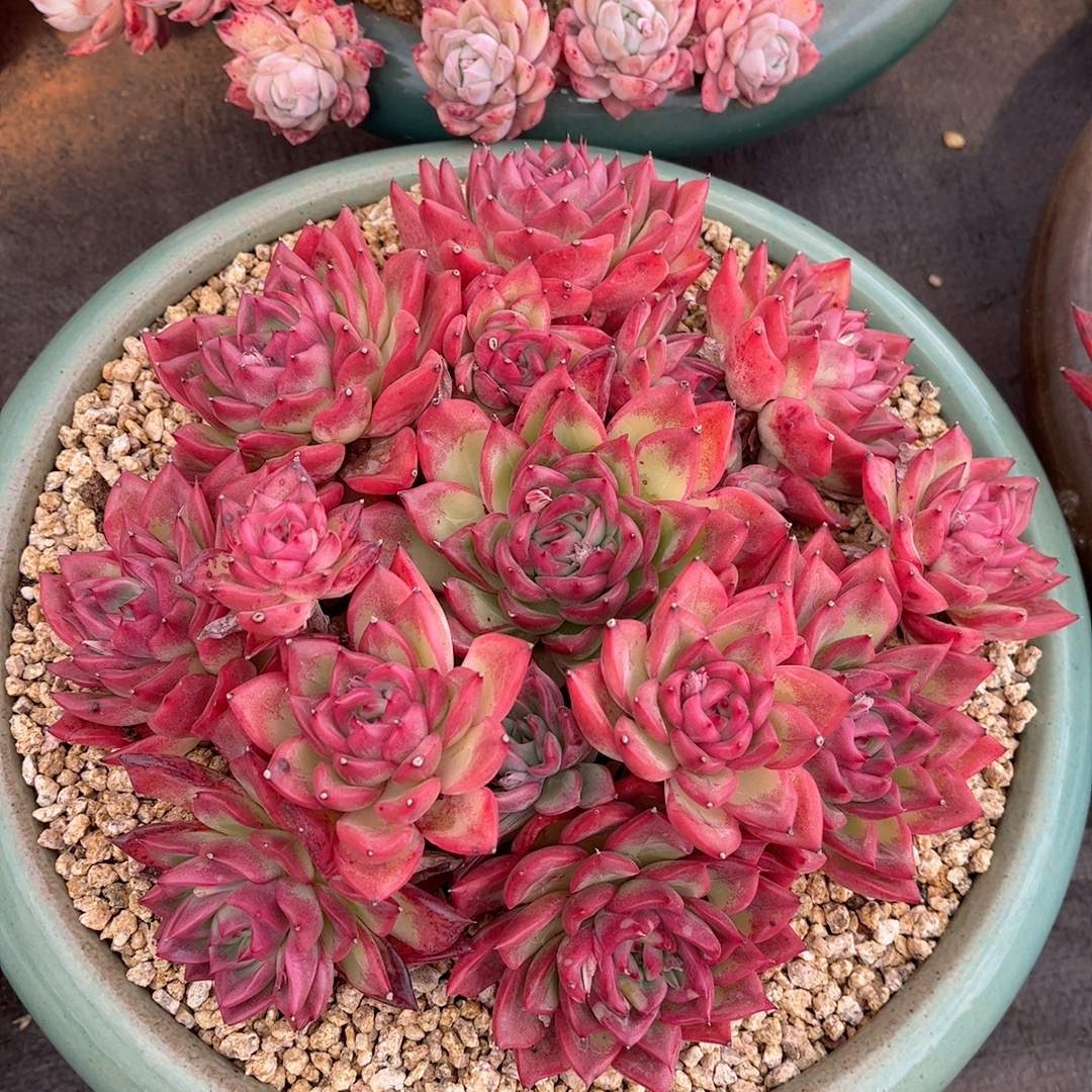 精品多肉一物一拍链接