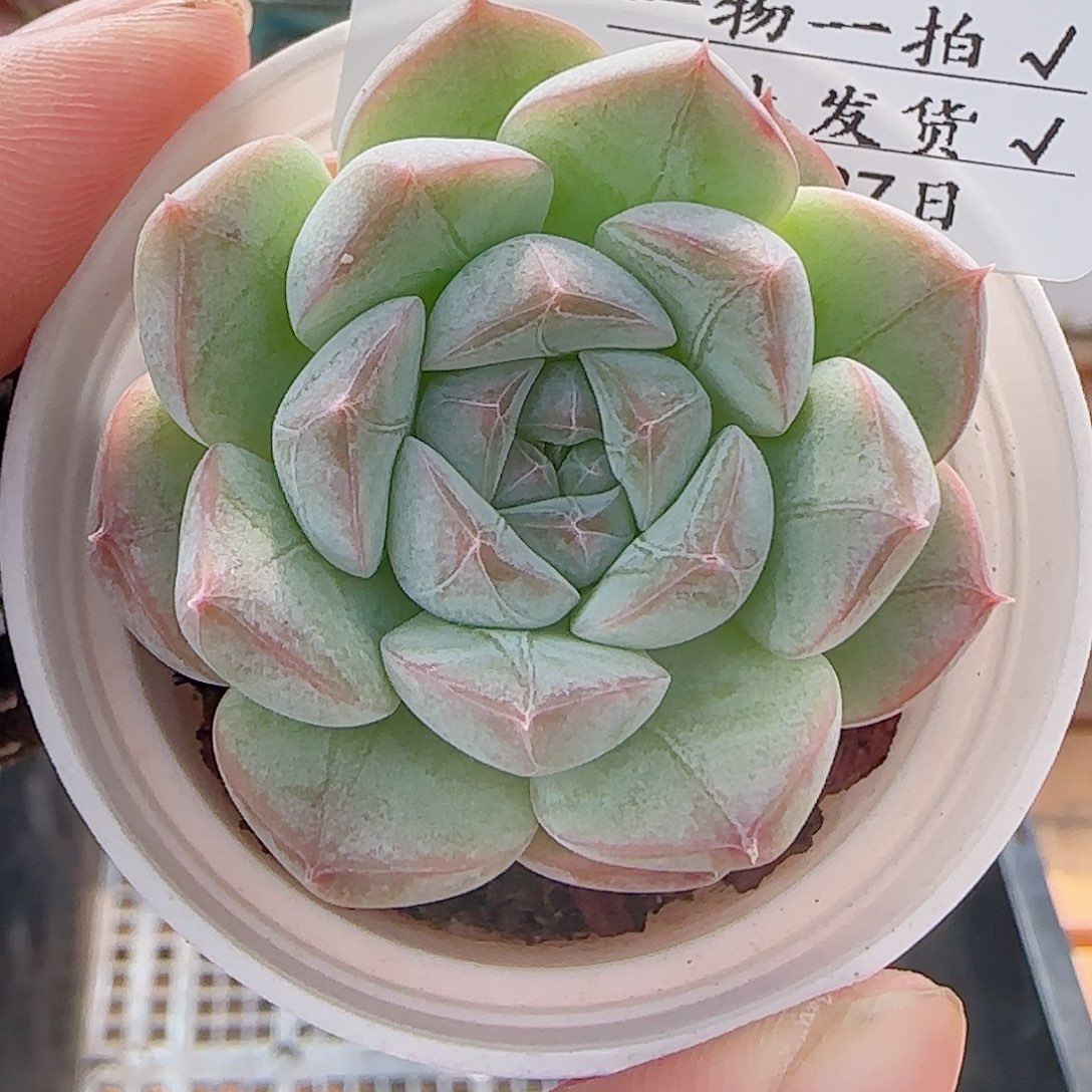 多肉0727-134暗纹系