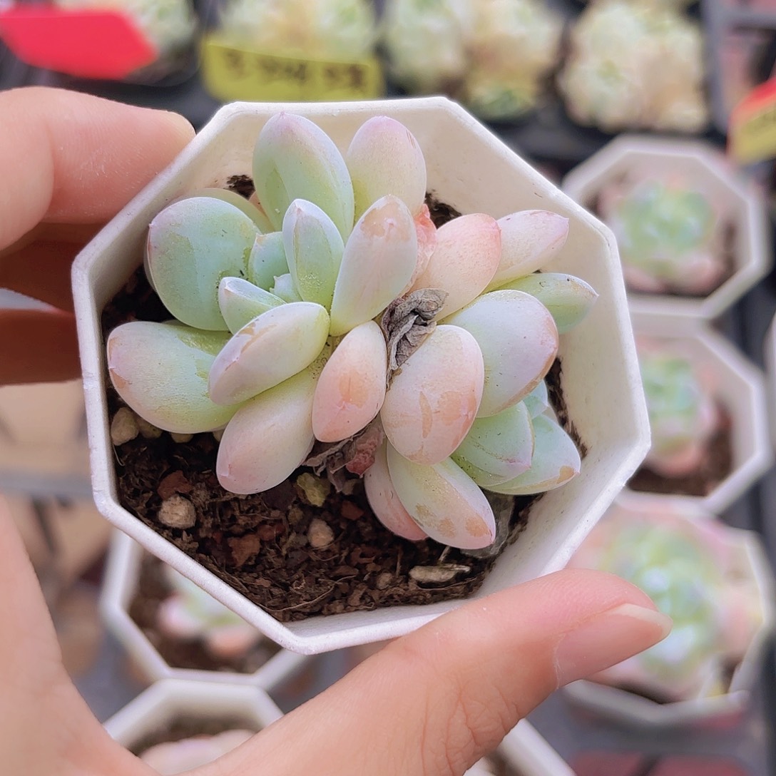 精品玉蝴蝶多肉植物