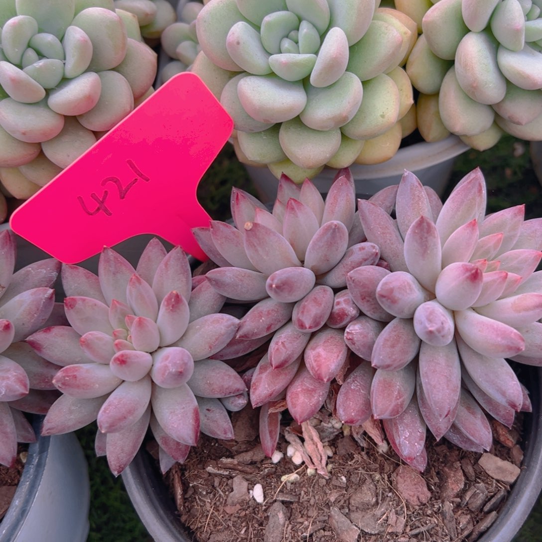 福利来了来了来了来啦