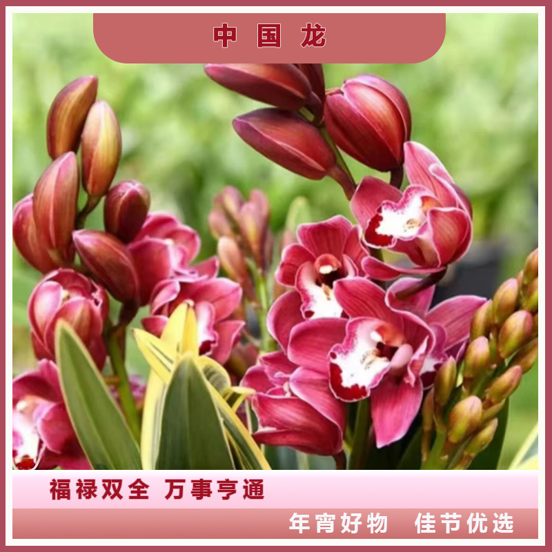 中国龙基地直发室内绿植好养高颜值带花苞年宵花保5枝剑起发