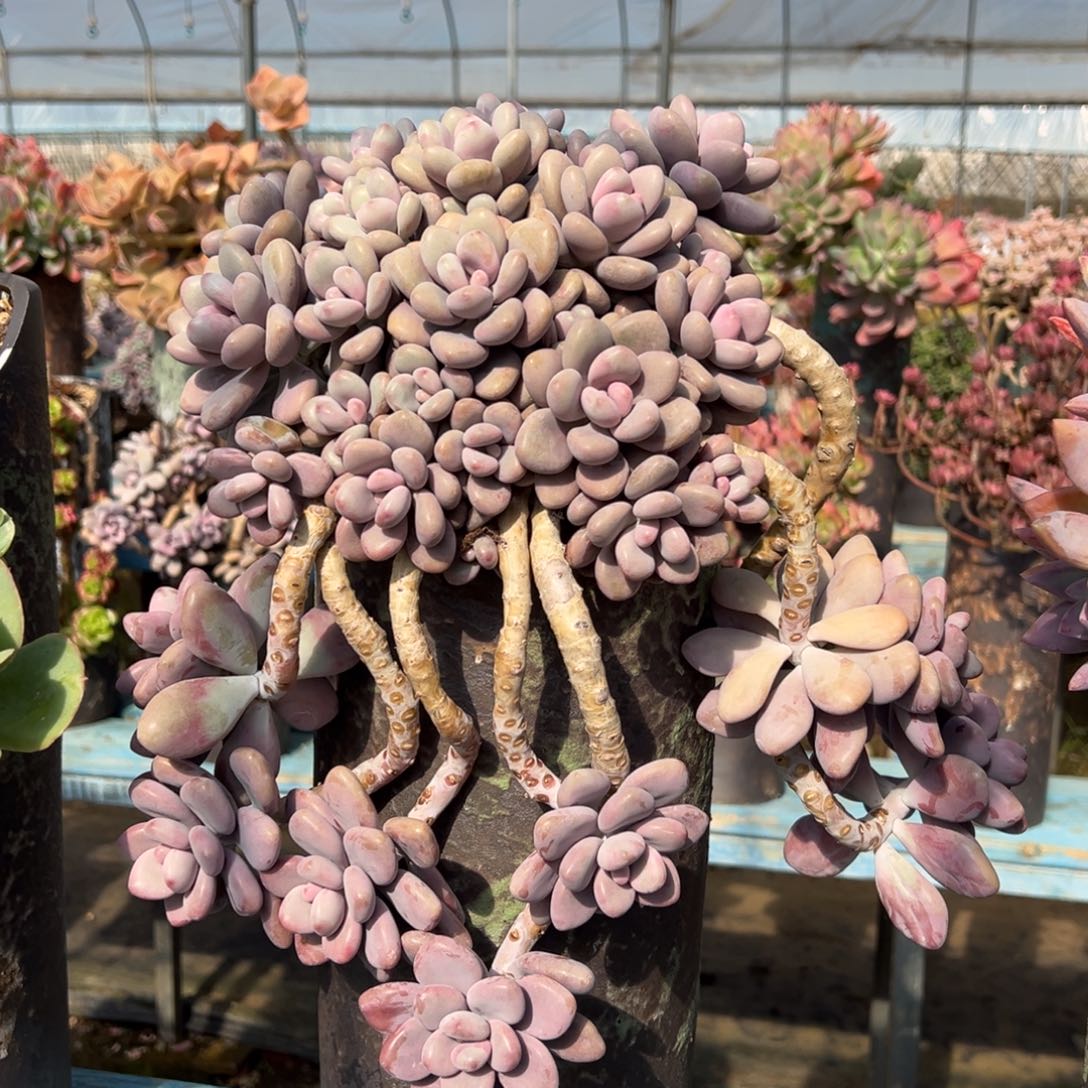 老桩无砍桃蛋裸肉