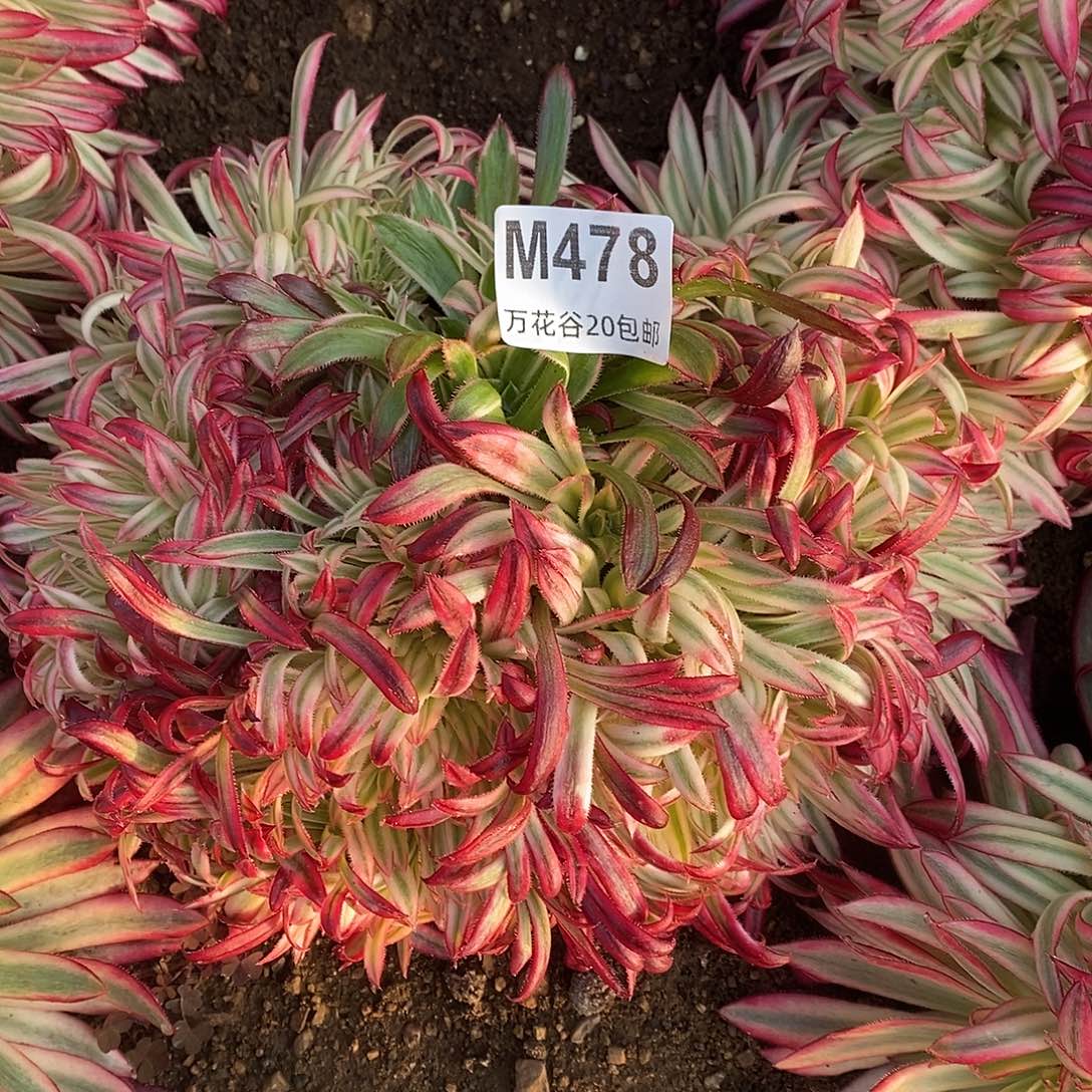 478朱雀缀多肉植物