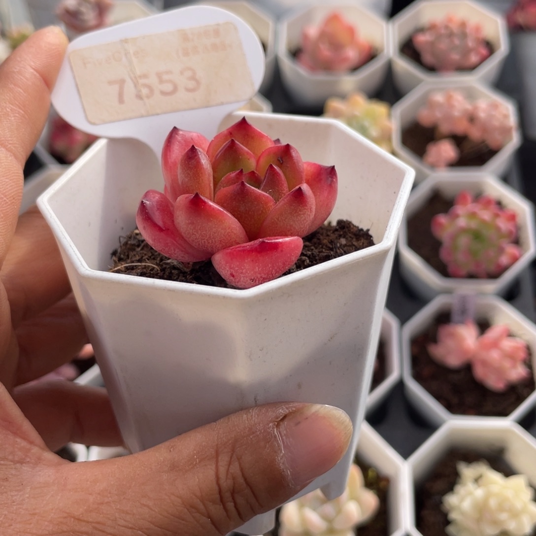 Tm7553-4.0厘米左右