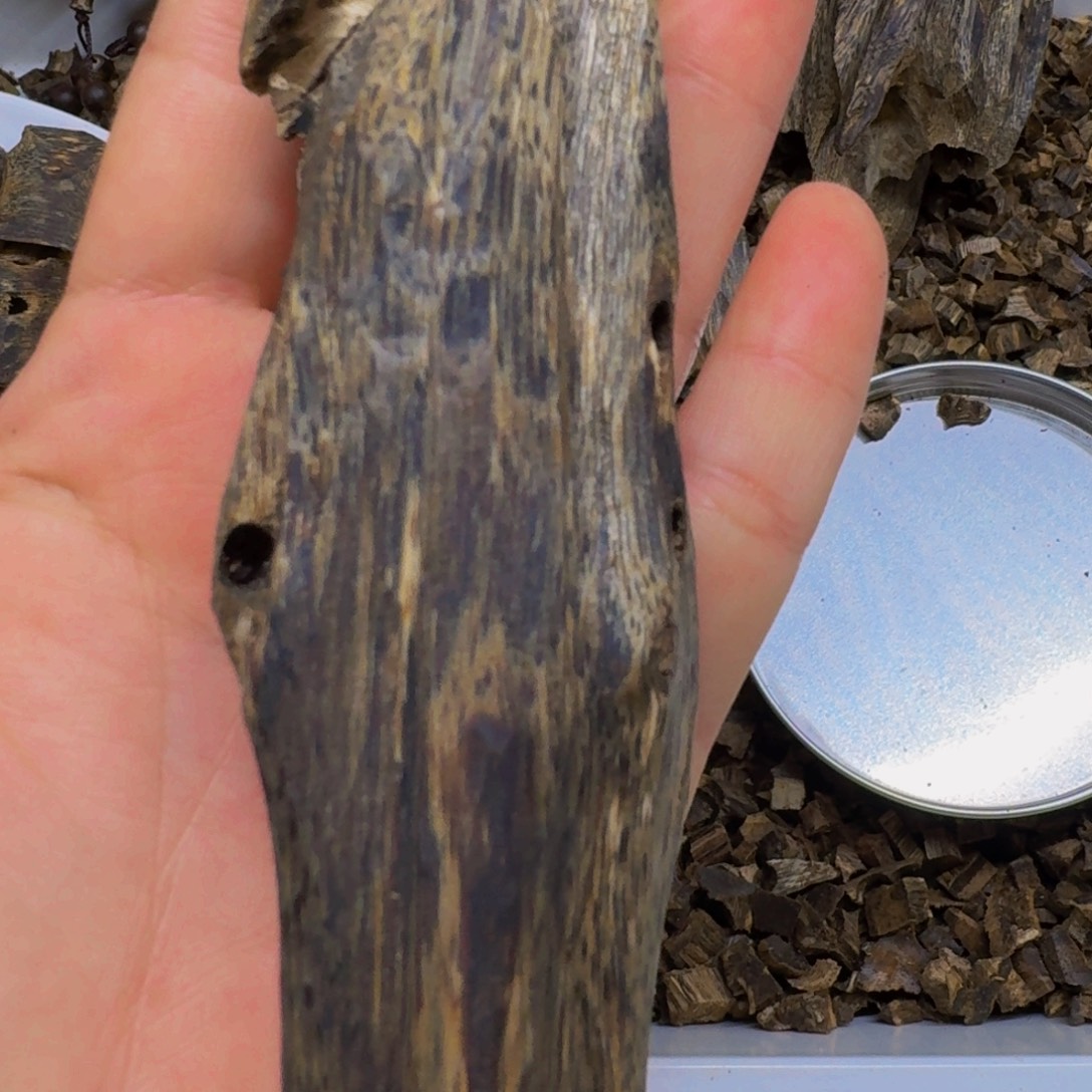 香料奇楠沉香黑棋虫漏35克