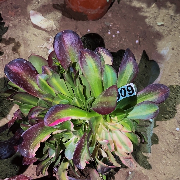 606阴阳多肉七彩多肉植物处理不售后