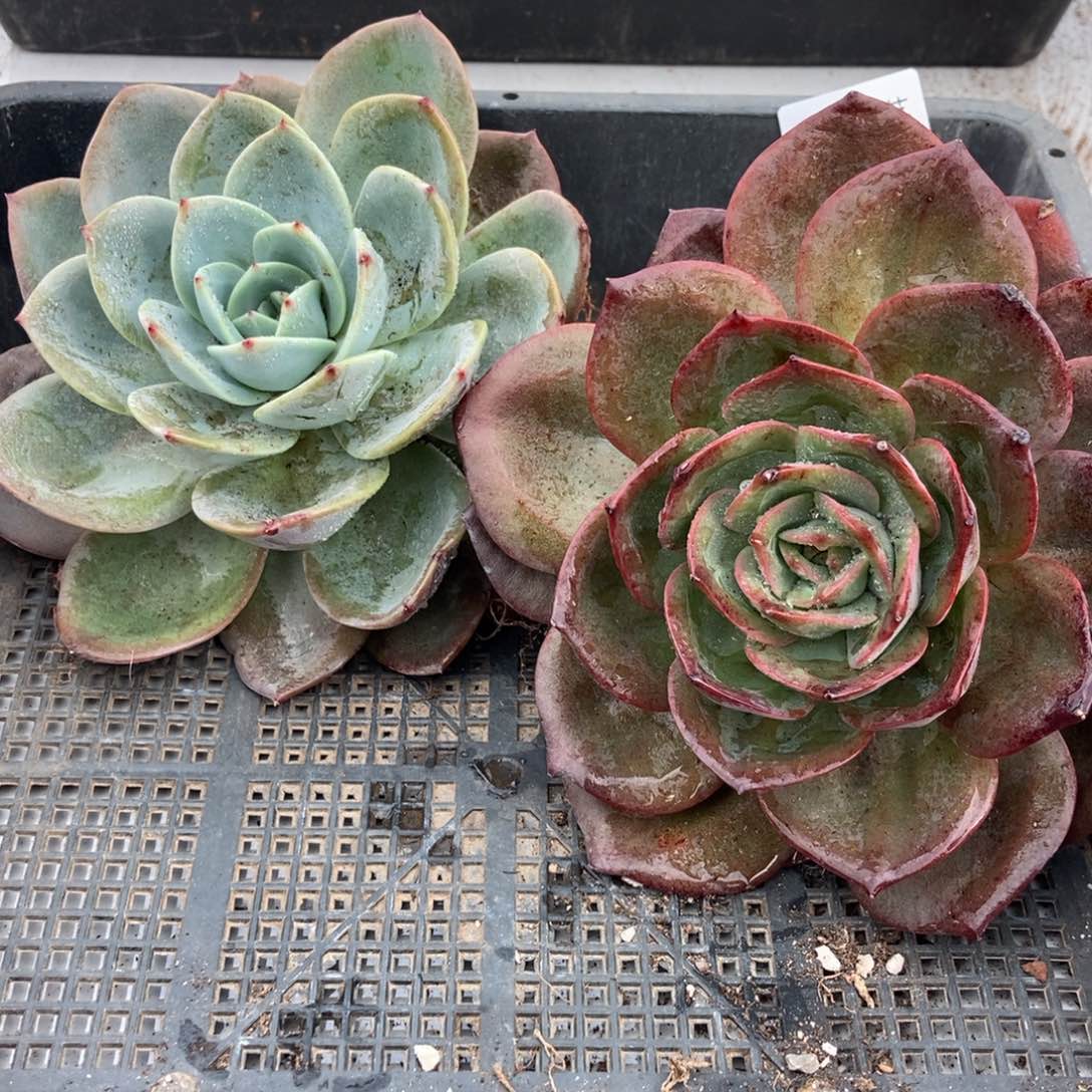 12-57红茶2颗一物一拍