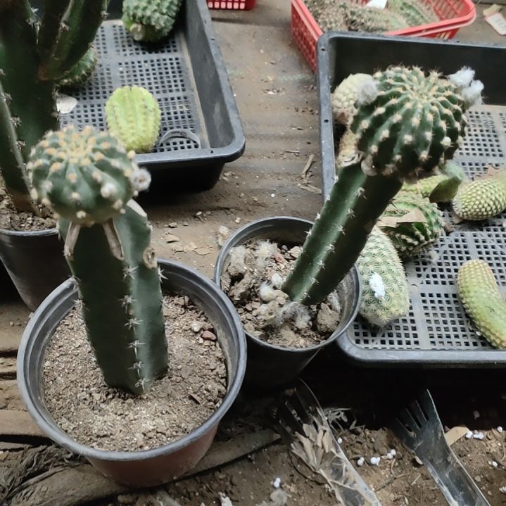 仙人球袖普嫁接蝉衣，妖蝶两颗微瑕