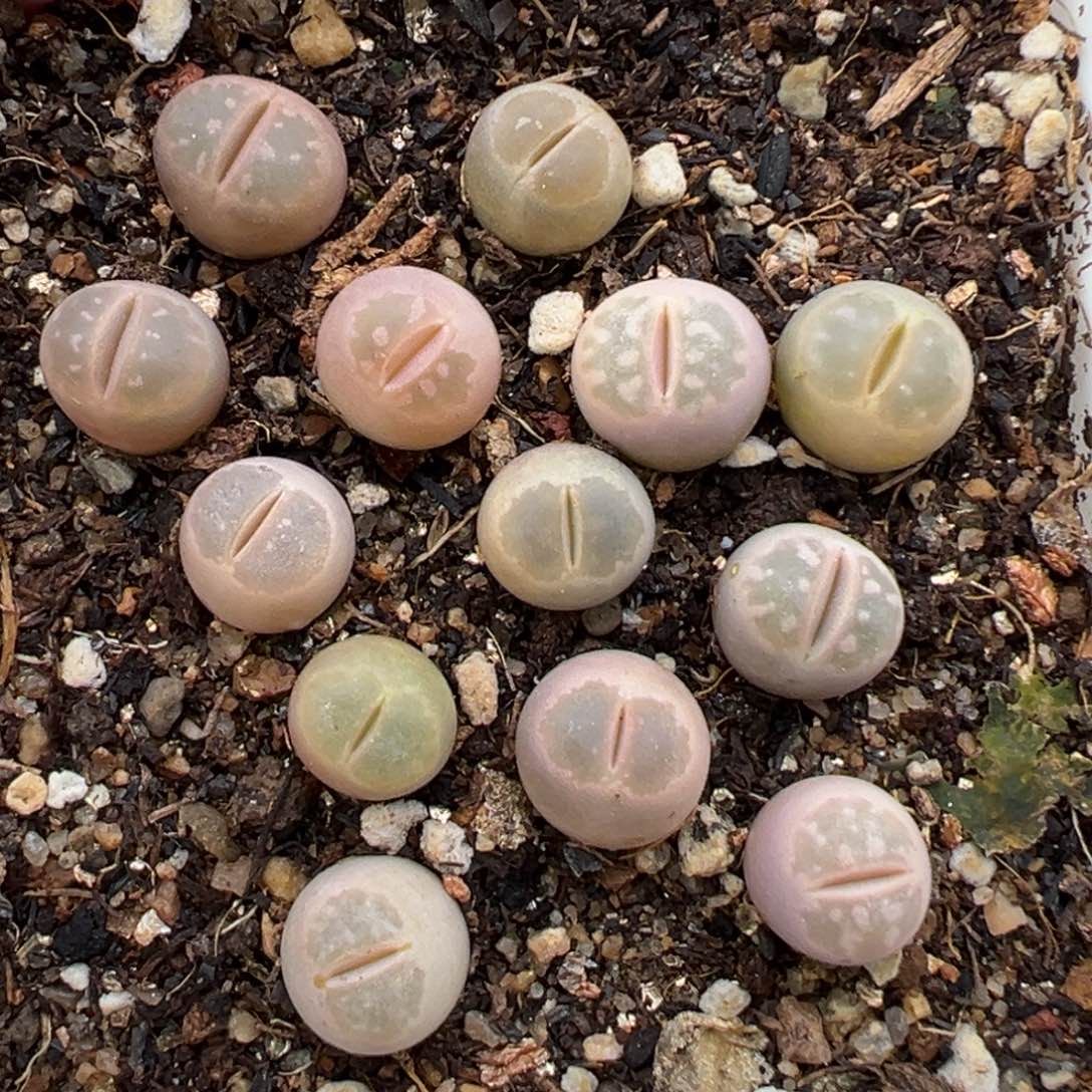 1.22好看的多肉252