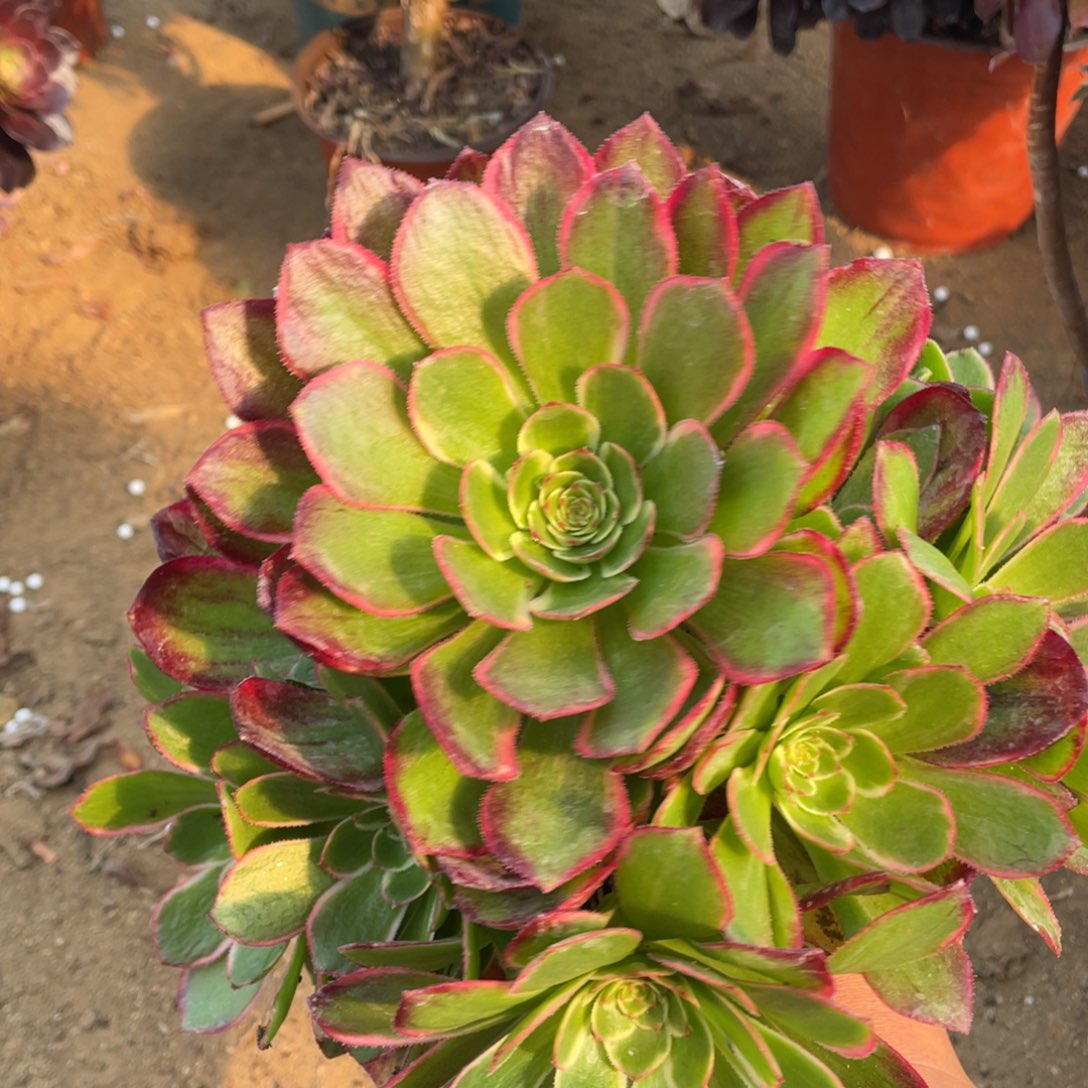 粉花妖多肉法师断枝不包