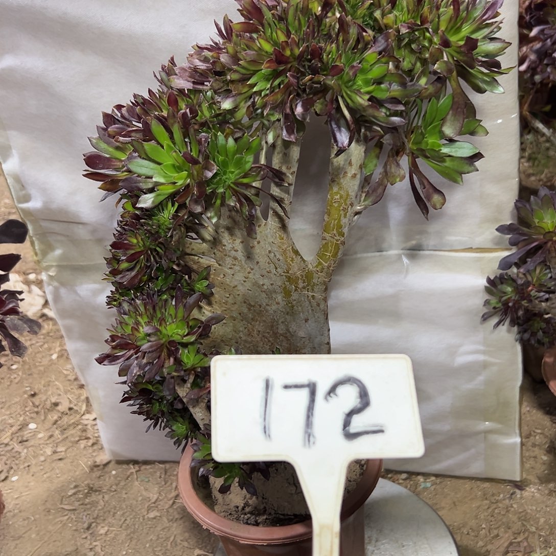 明***园多肉植物黑法师缀花172