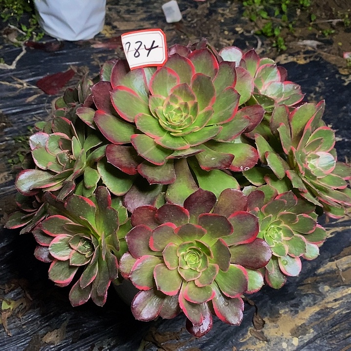 粉花妖老桩捧花884号链接