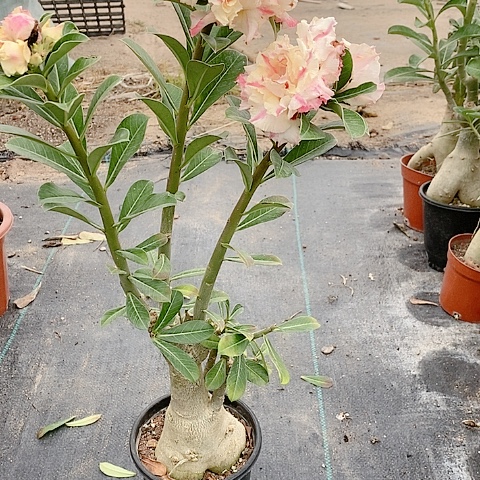 【闪购商品】无花朵都*好