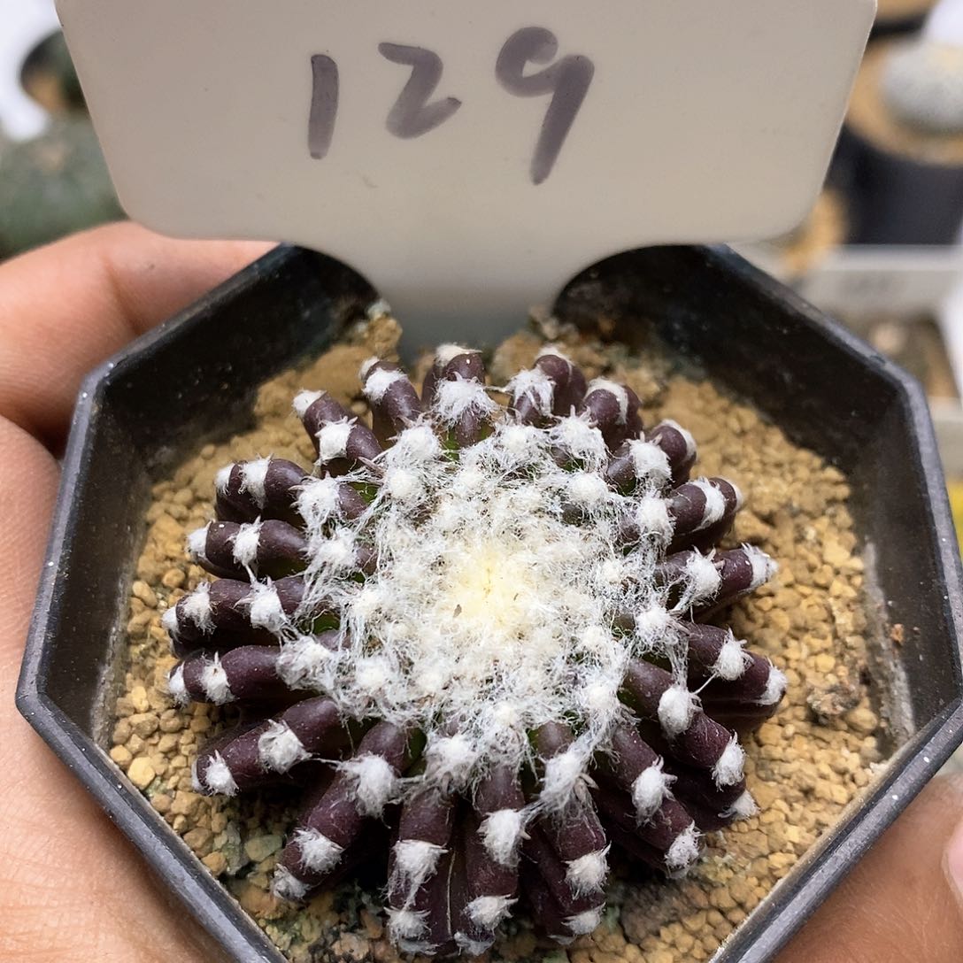 多愣福利特价来了