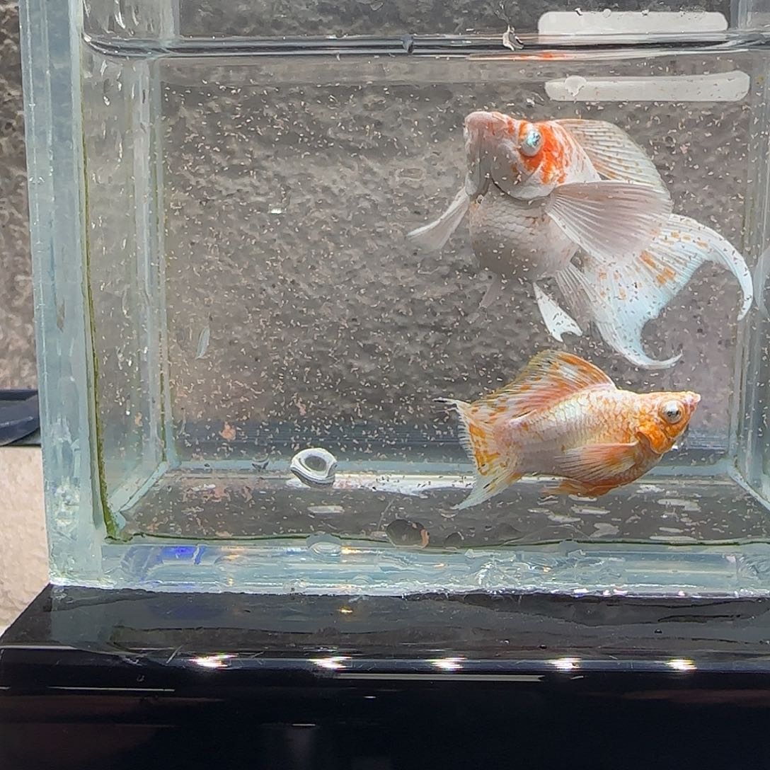 孔雀鱼樱花玛丽。70号