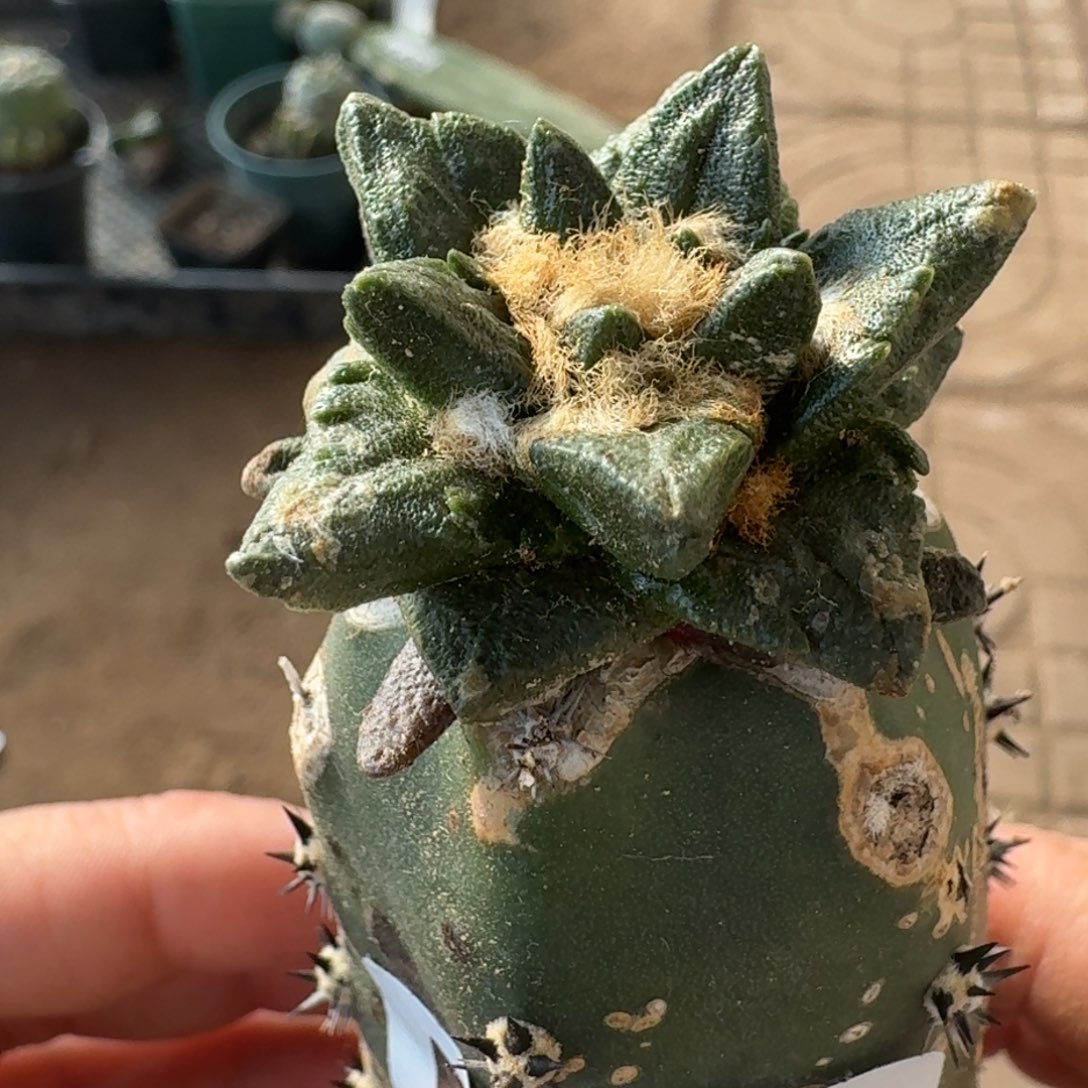 【闪购商品】大尤龙角516