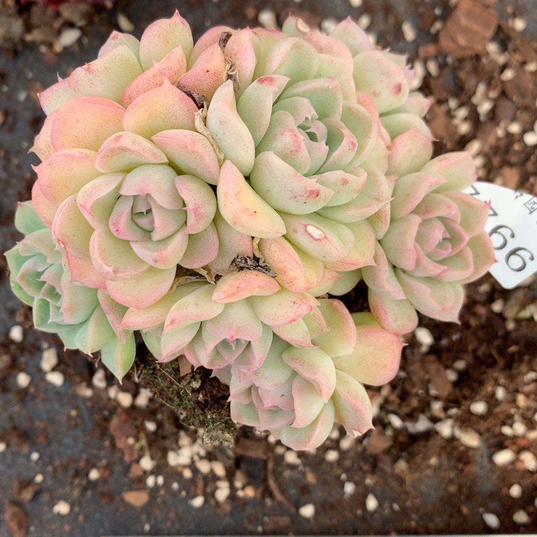 7766杂交多肉植物