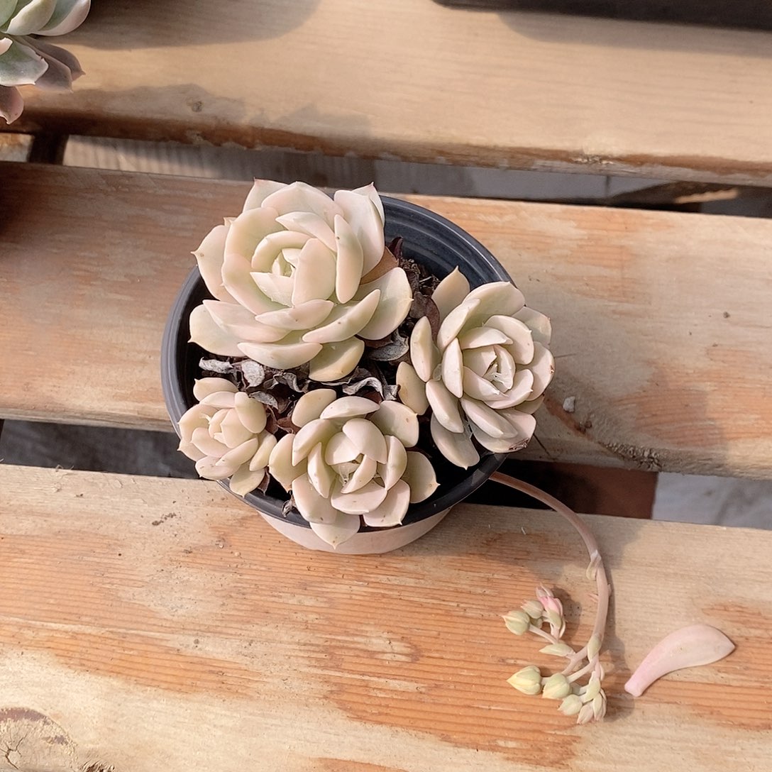 安娜玫瑰锦多肉植物老桩