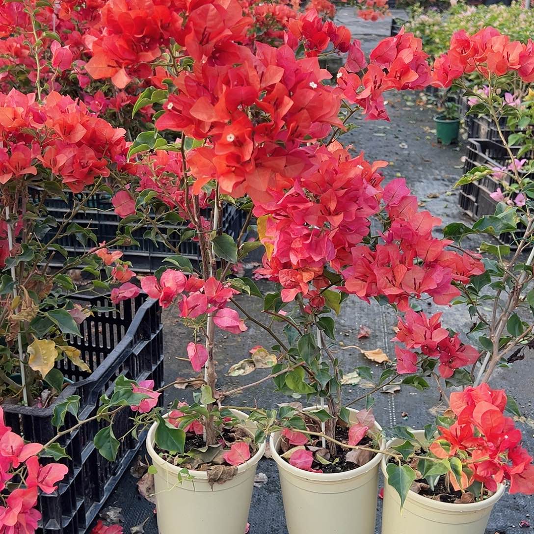 大部分花苞少量开放蒙娜丽沙红日落带竹一颗