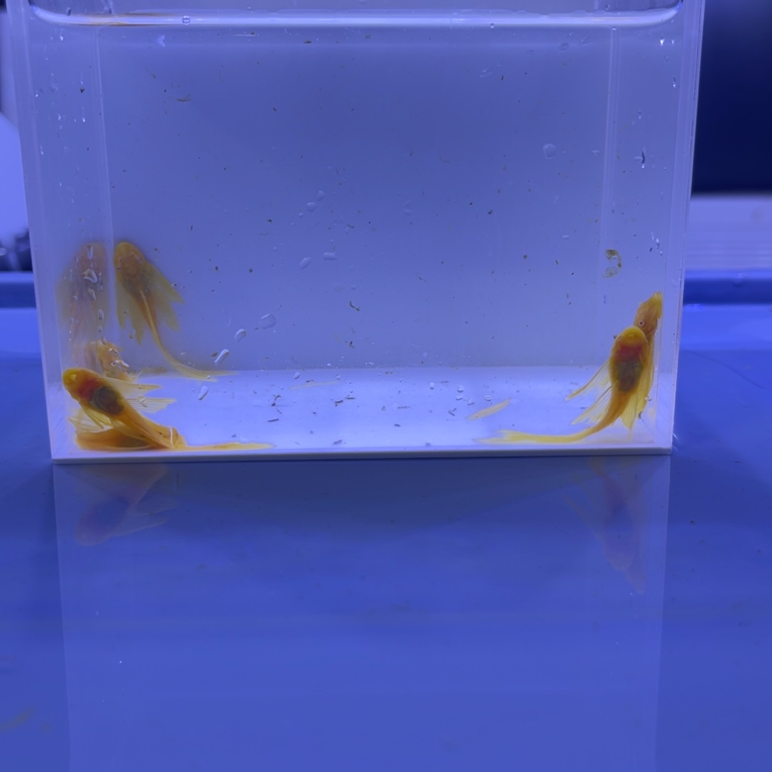 孔雀鱼大帆6条开箱视频报损