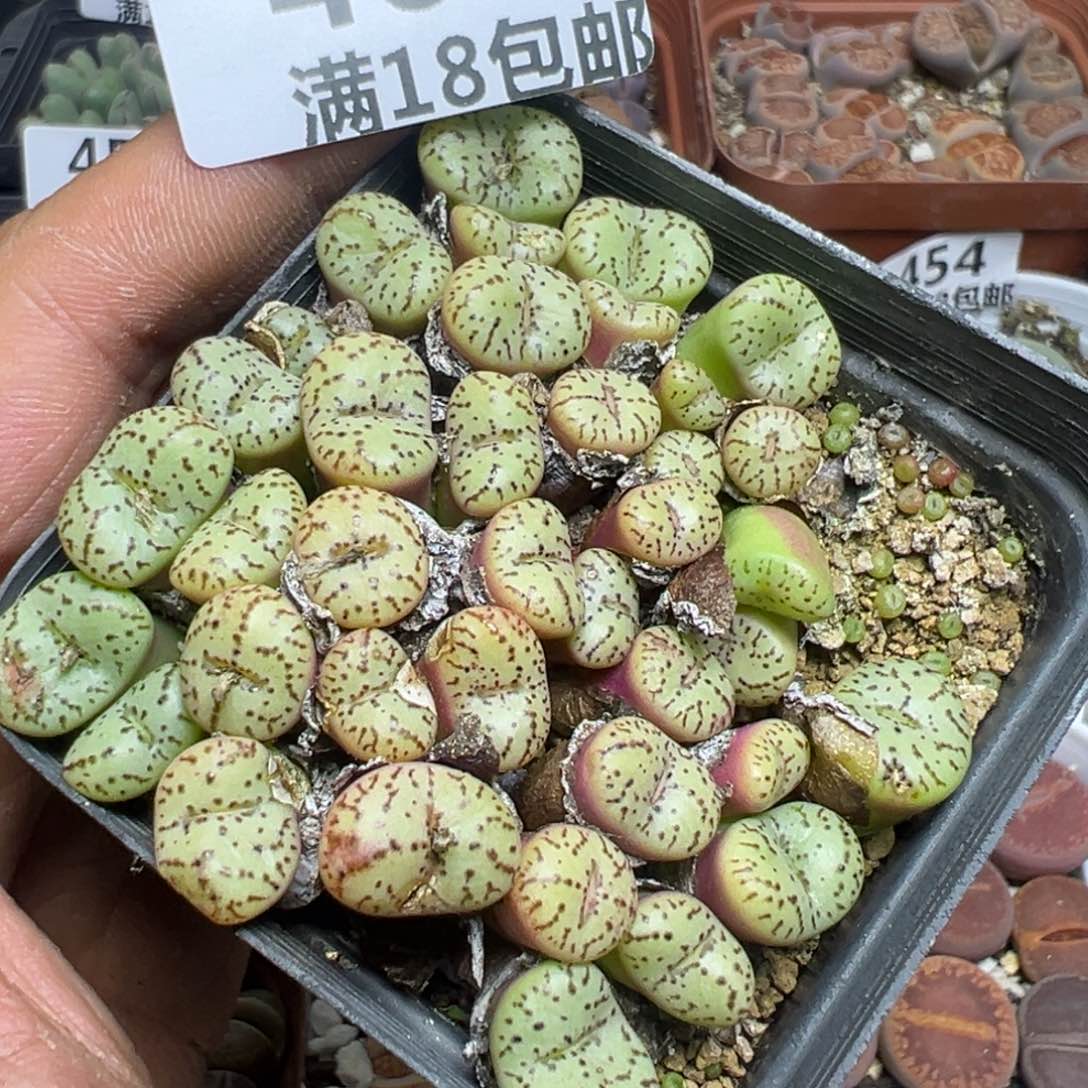 【闪购商品】 462。