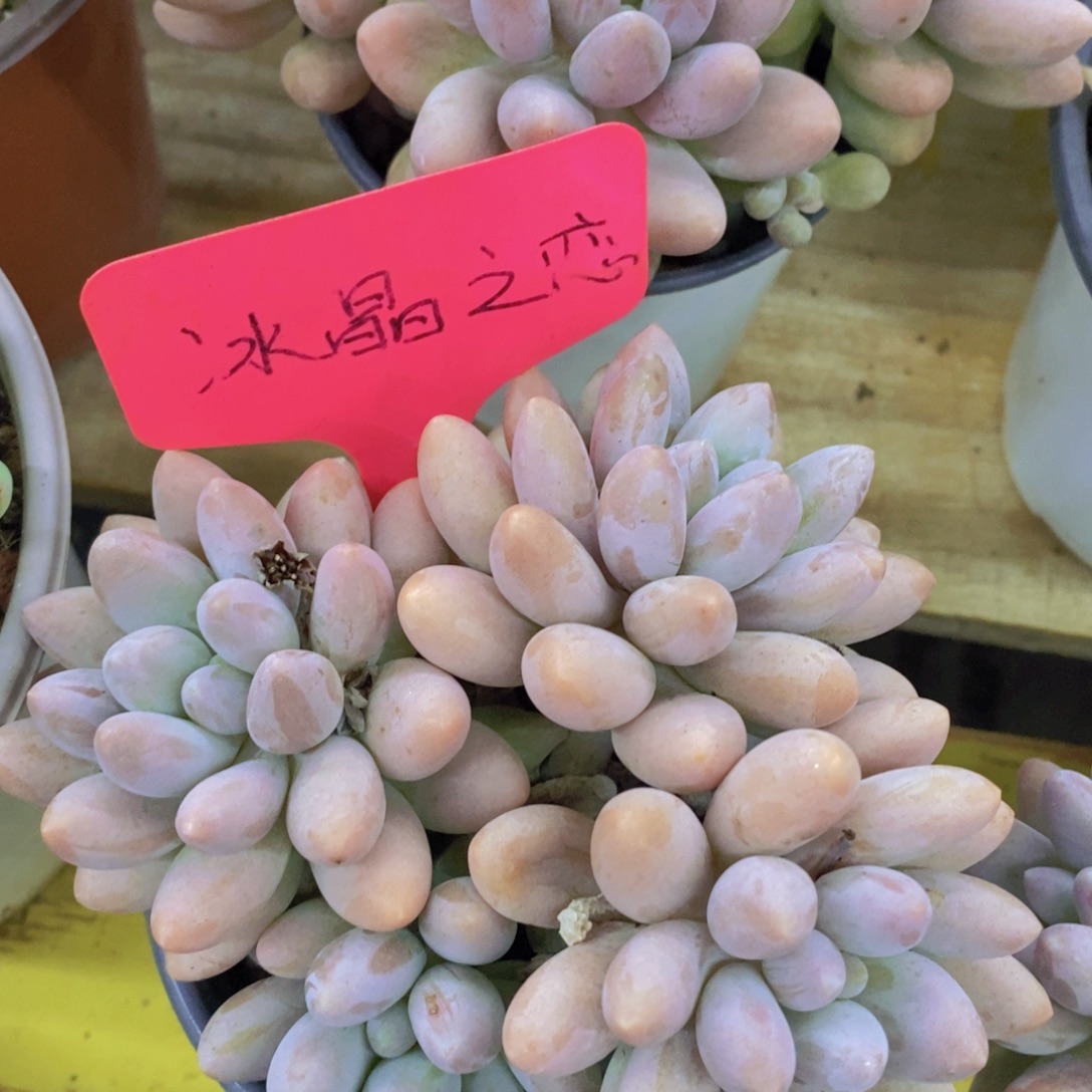 开心多肉，一单包邮，一物一拍