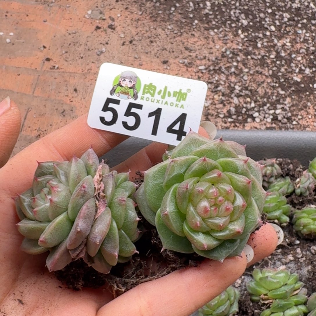 M***u多肉植物多肉植物